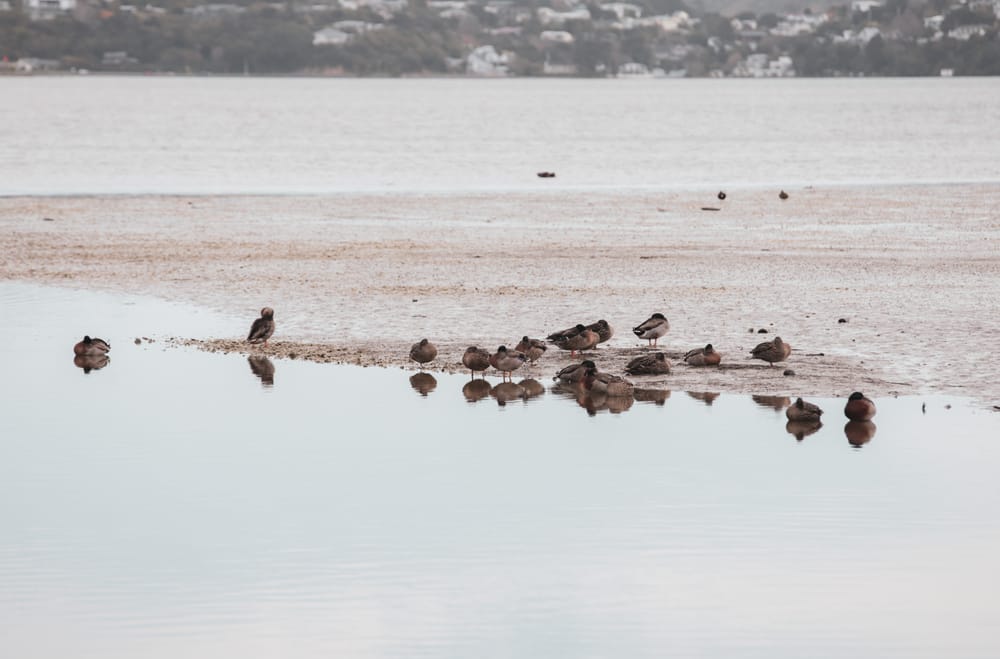 Ducks on Sandbar post image