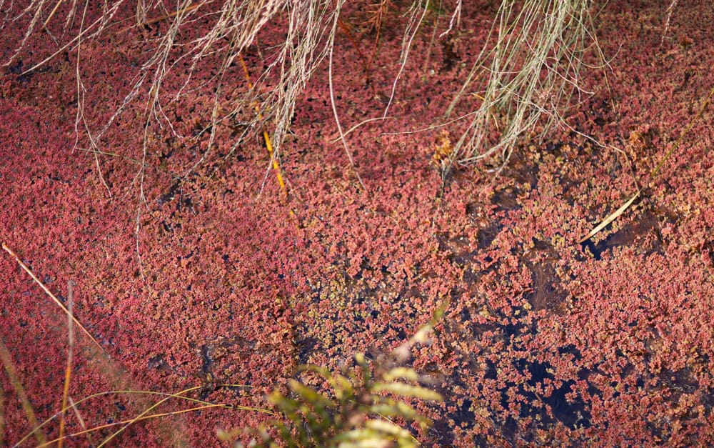 Duckweed & Fern post image