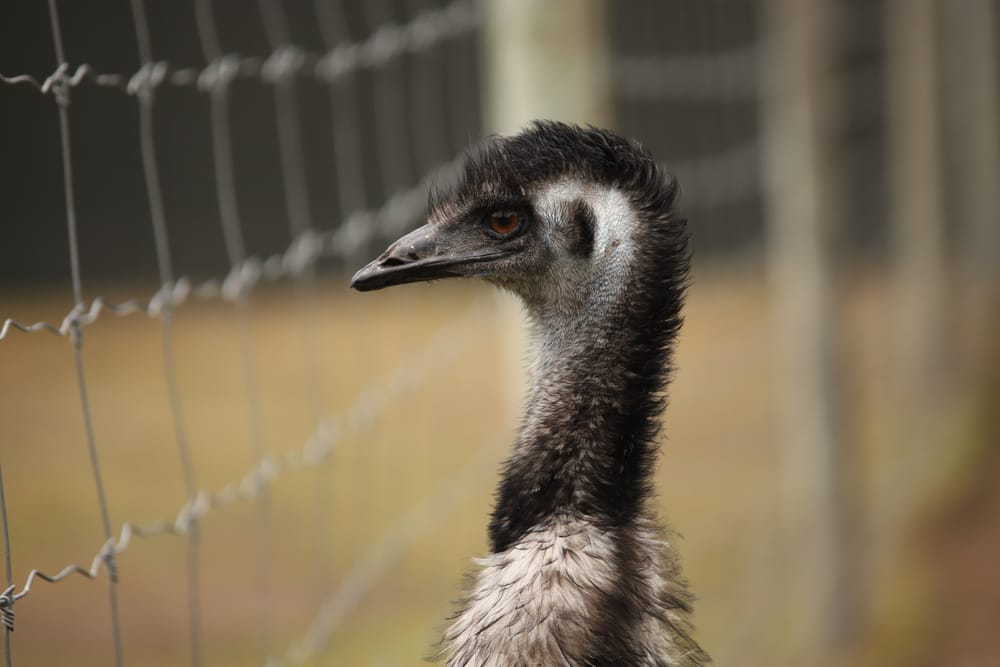 Emu Close-Up post image