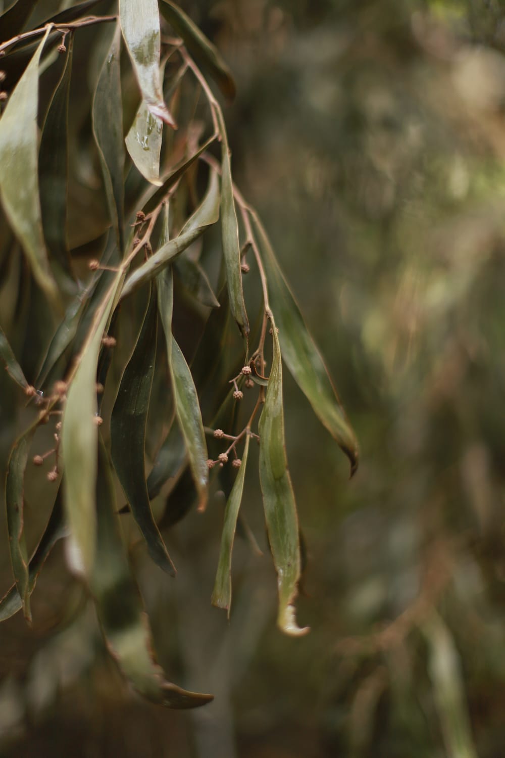 Eucalyptus post image