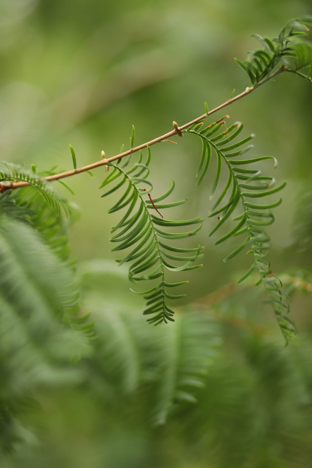 Evergreen Tree post image
