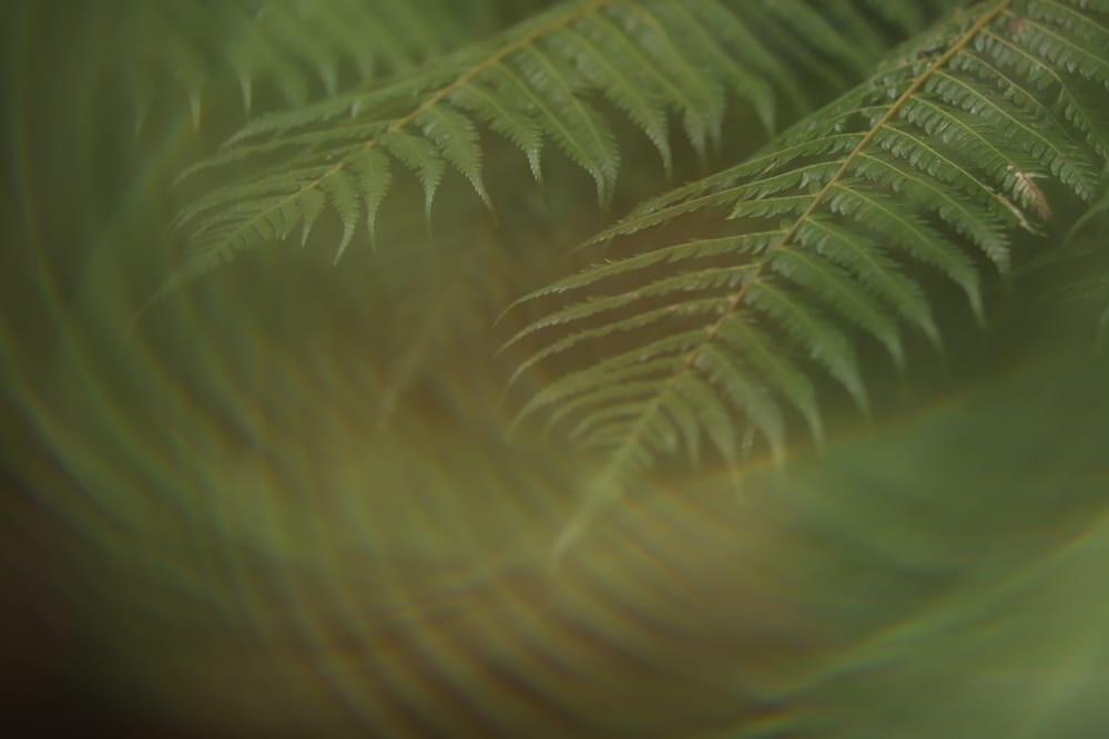 Feathery Fern post image