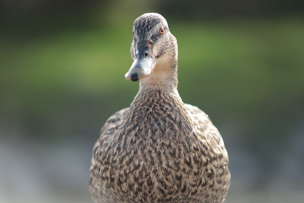 Female Mallard Close-Up post image