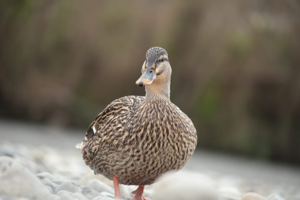 Female Mallard on Riverbank post image