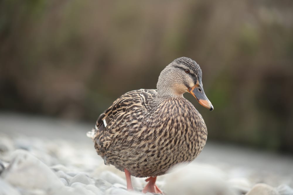 Female Mallard post image