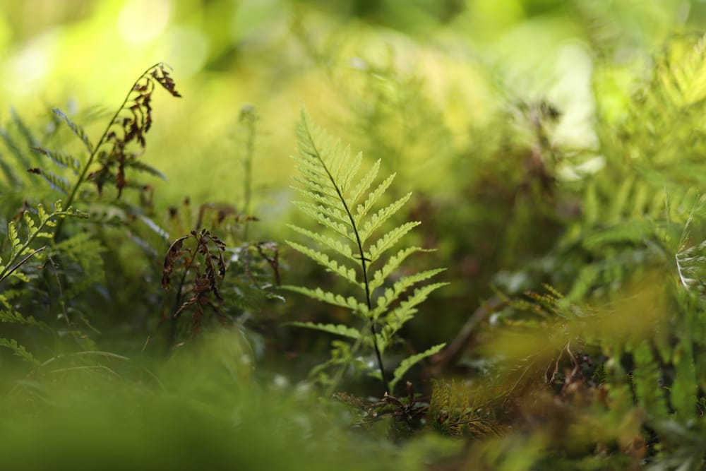Fern & Forest Glow post image
