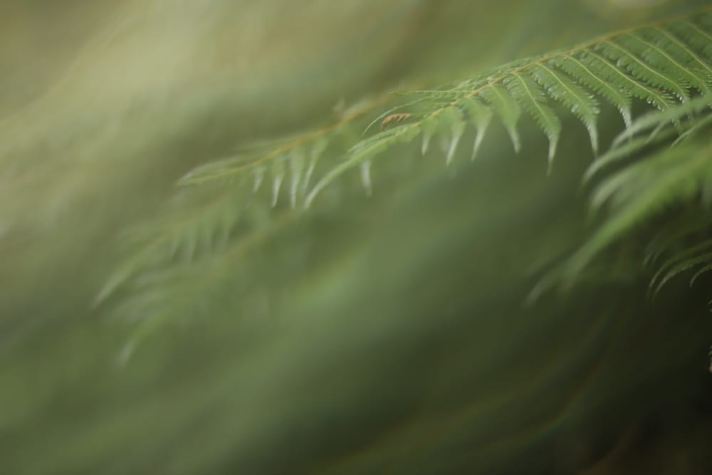 Fern Foliage Focus post image