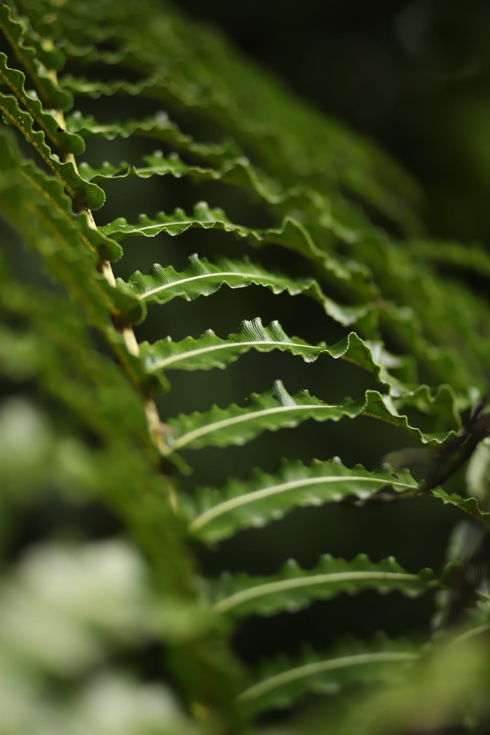 Fern branch post image