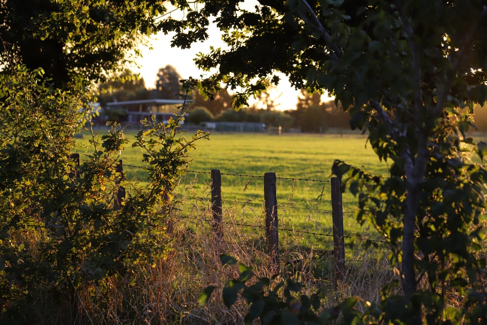 Field, Fence & House at Golden Hour post image