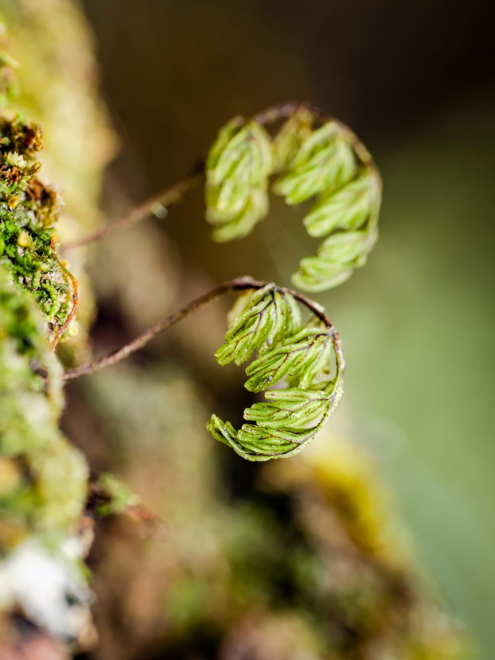 Filmy Fern Frond Growth Tree Trunk post image