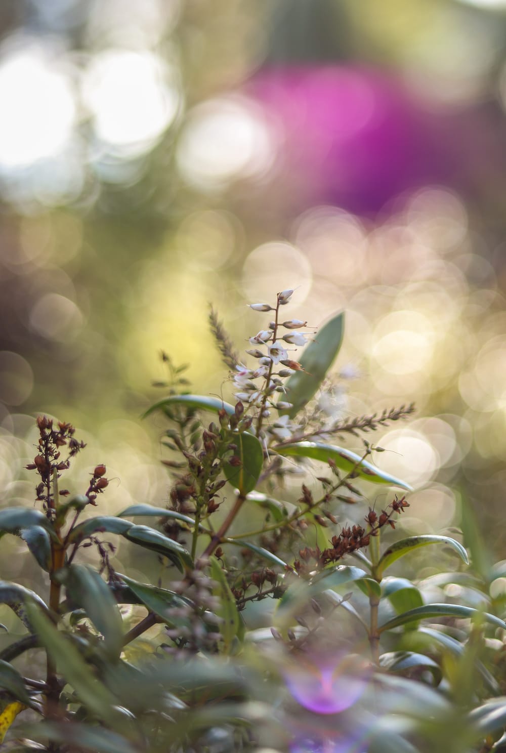 Flowering plant post image