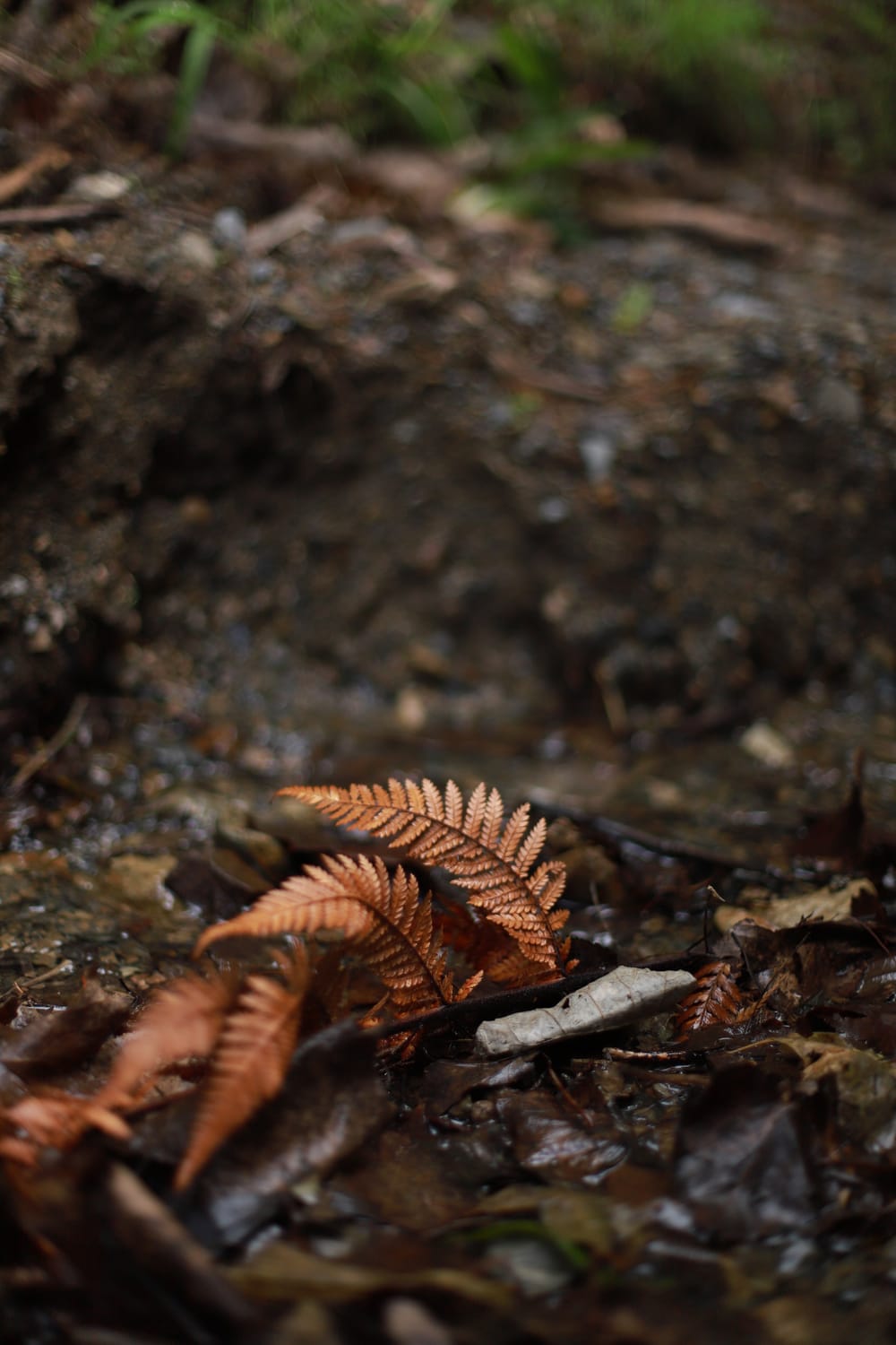 Forest Floor & Fern post image
