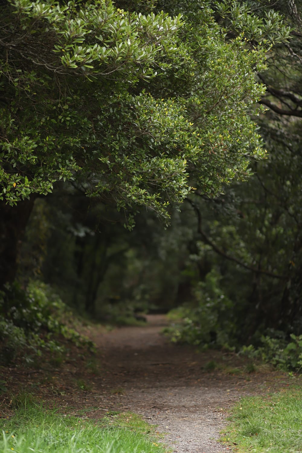 Forest Path post image