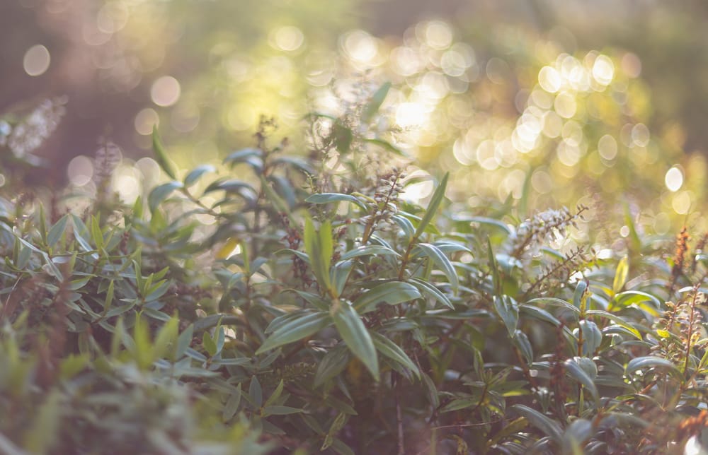 Glossy Leaves post image