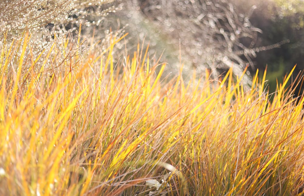 Golden Grass post image