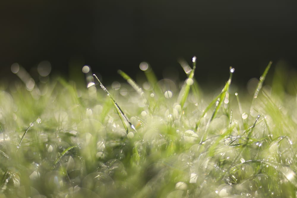 Grass Dew post image