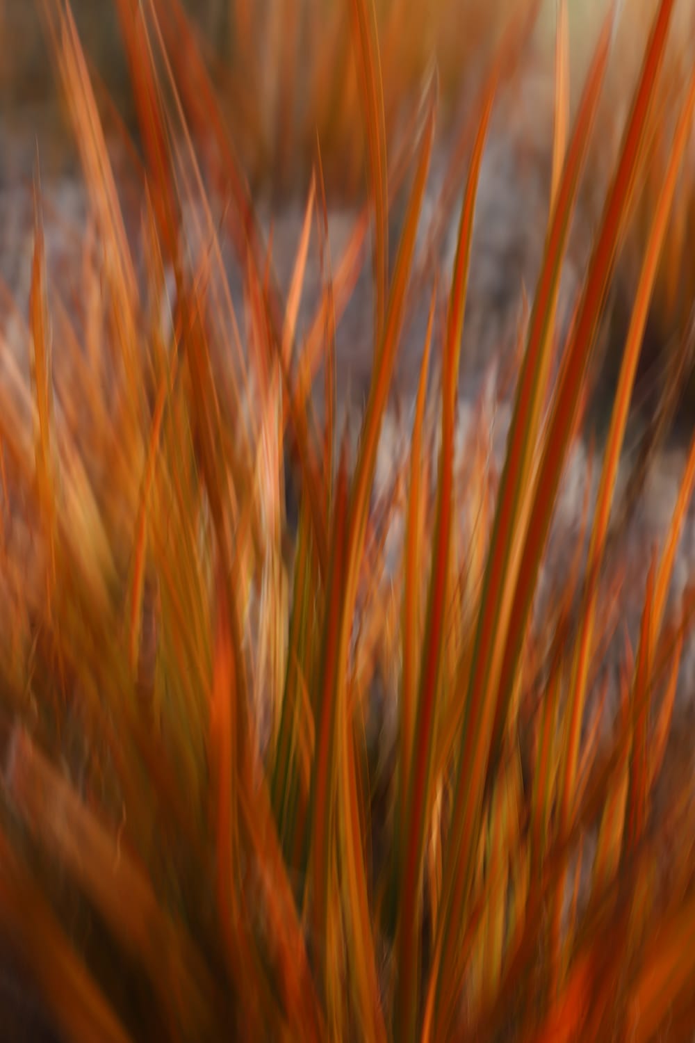 Grass Motion post image