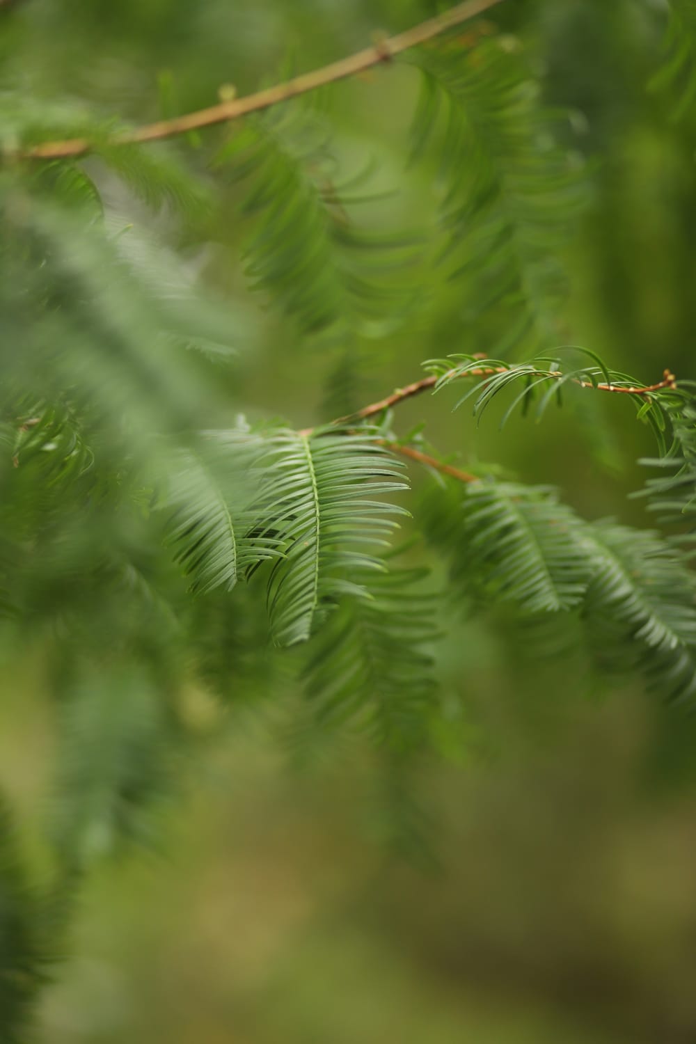 Green coniferous branches post image