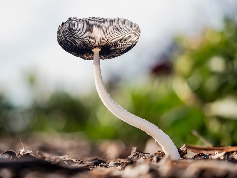 Hares Foot Inkcap Coprinopsis Lagopus post image