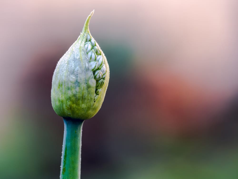 Leek Flower Head Garden post image