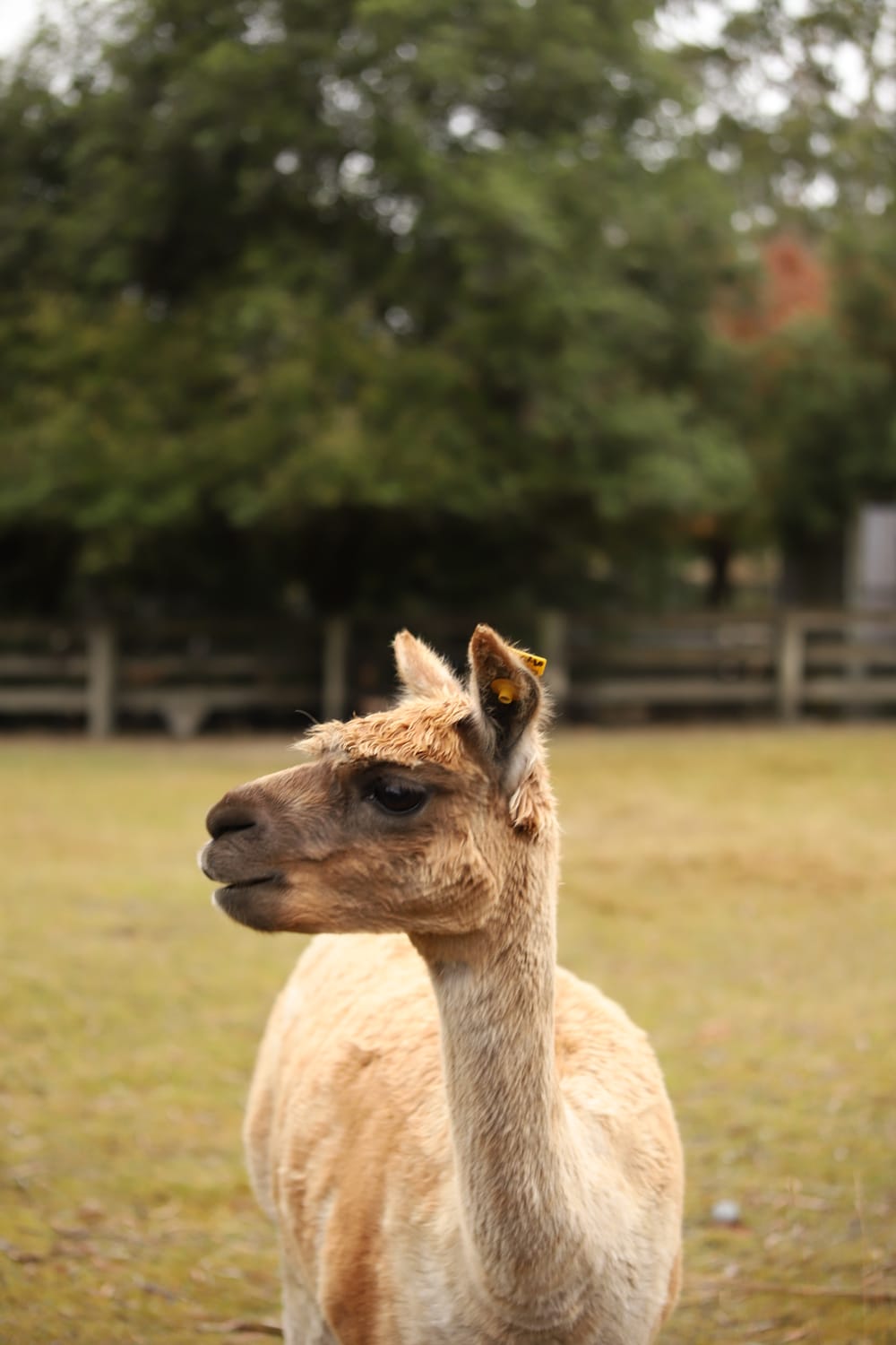 Light Brown Alpaca post image