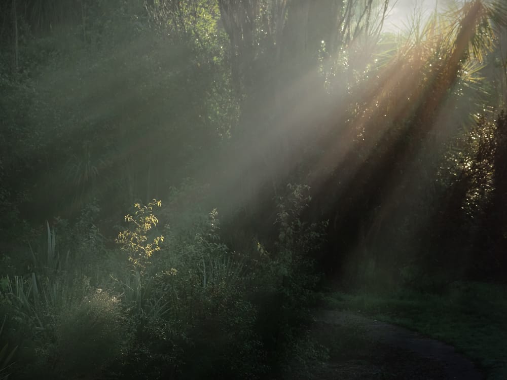 Light Rays Fog Tree post image