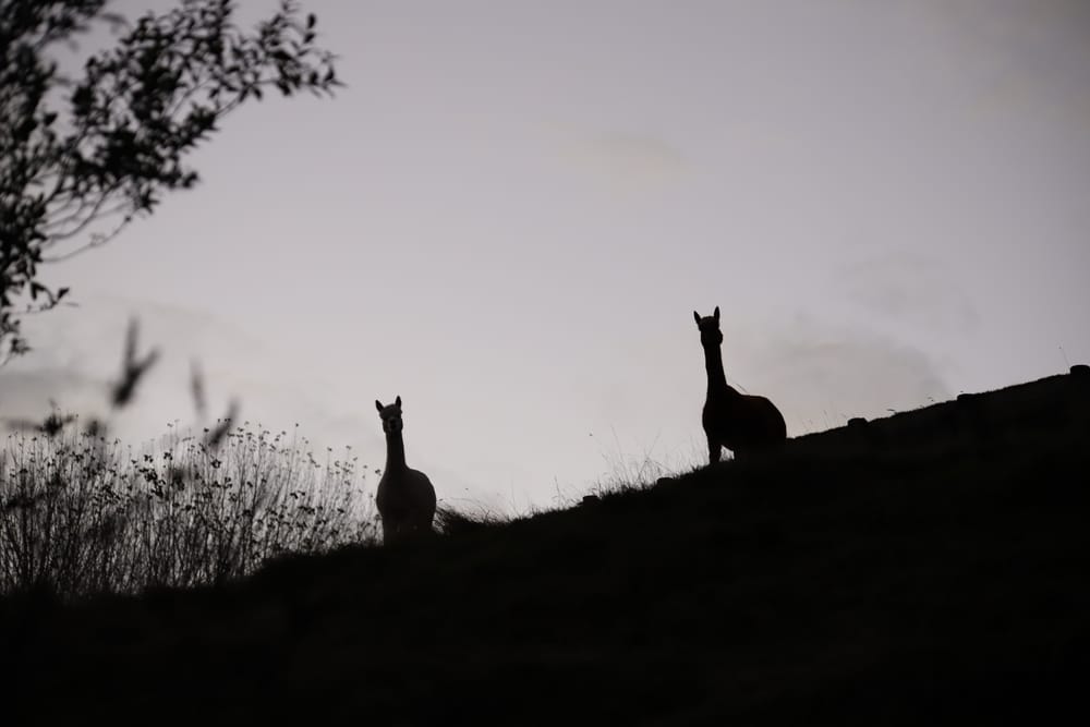 Llama Silhouettes at Dusk post image