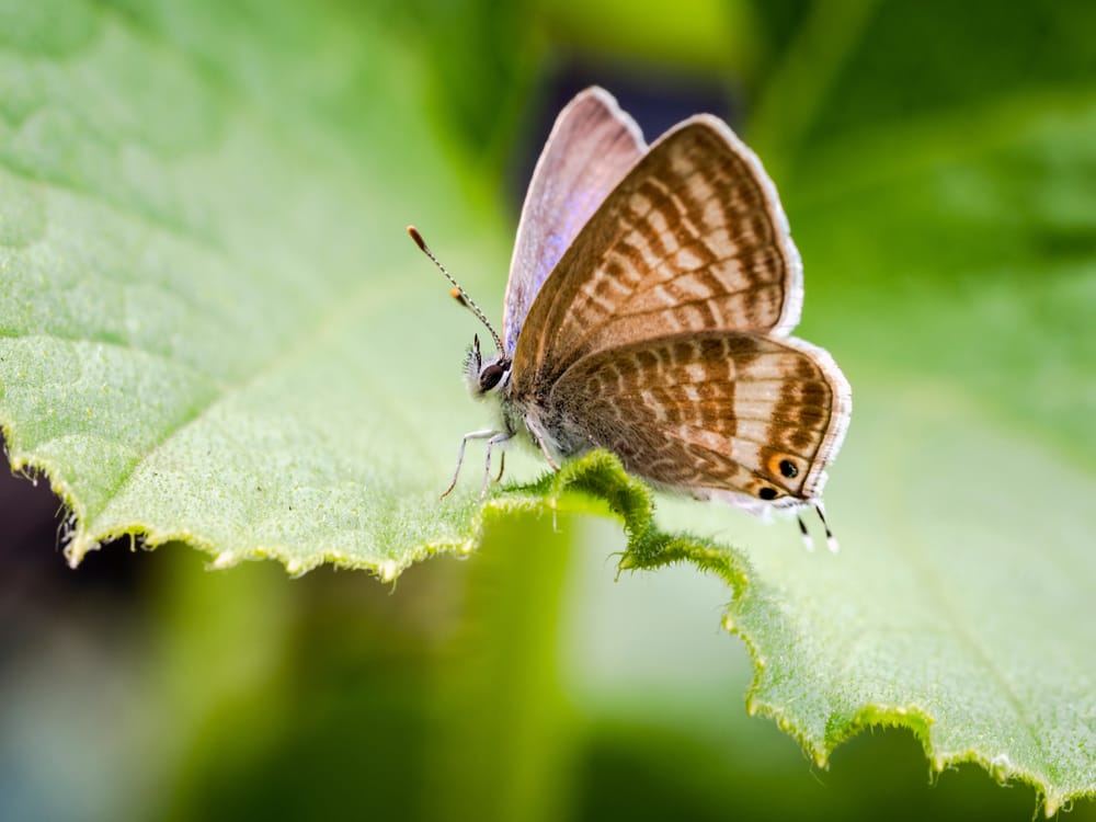 Long-tailed Blue Butterfly post image
