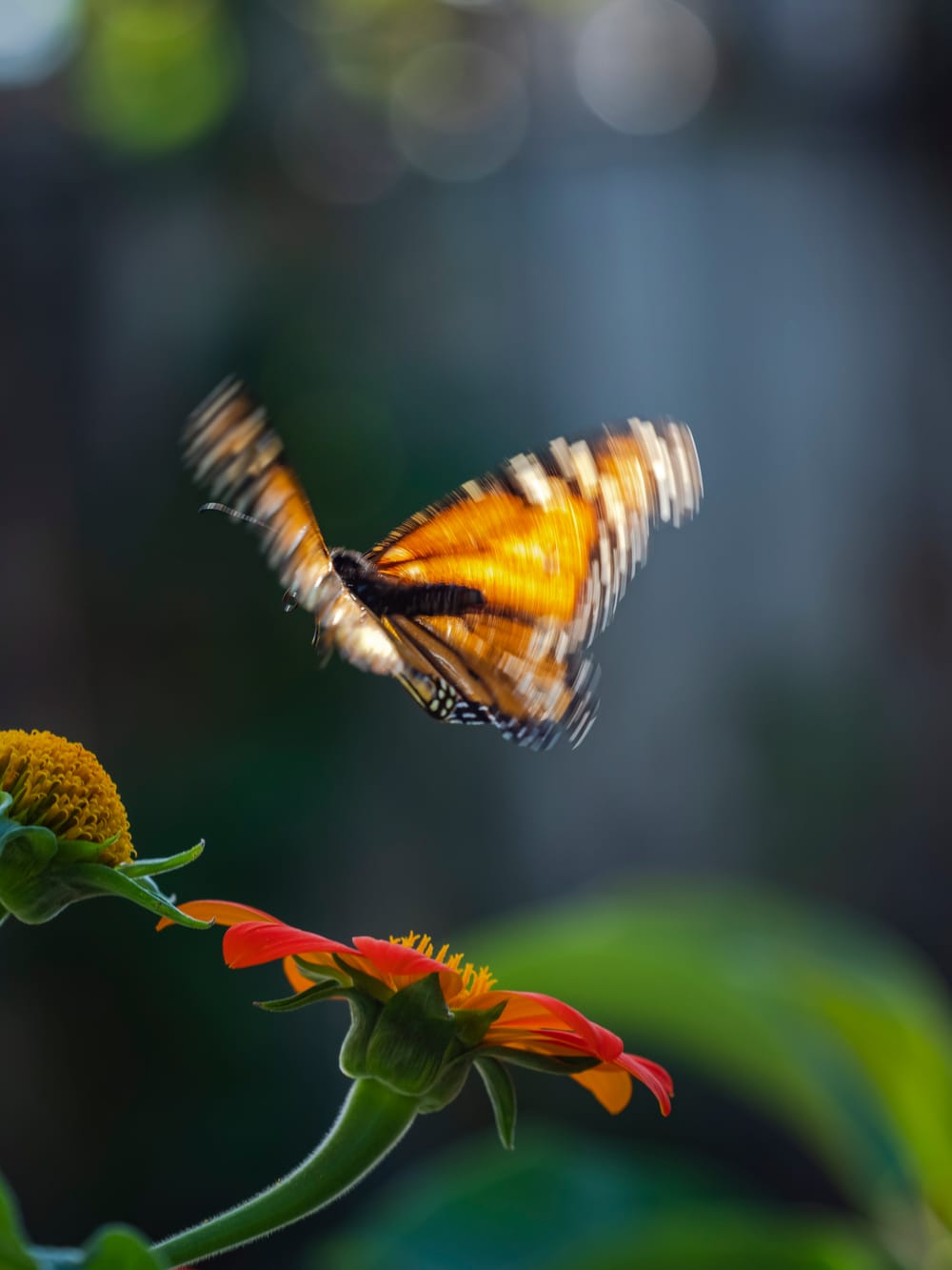Monarch Butterfly Flight post image