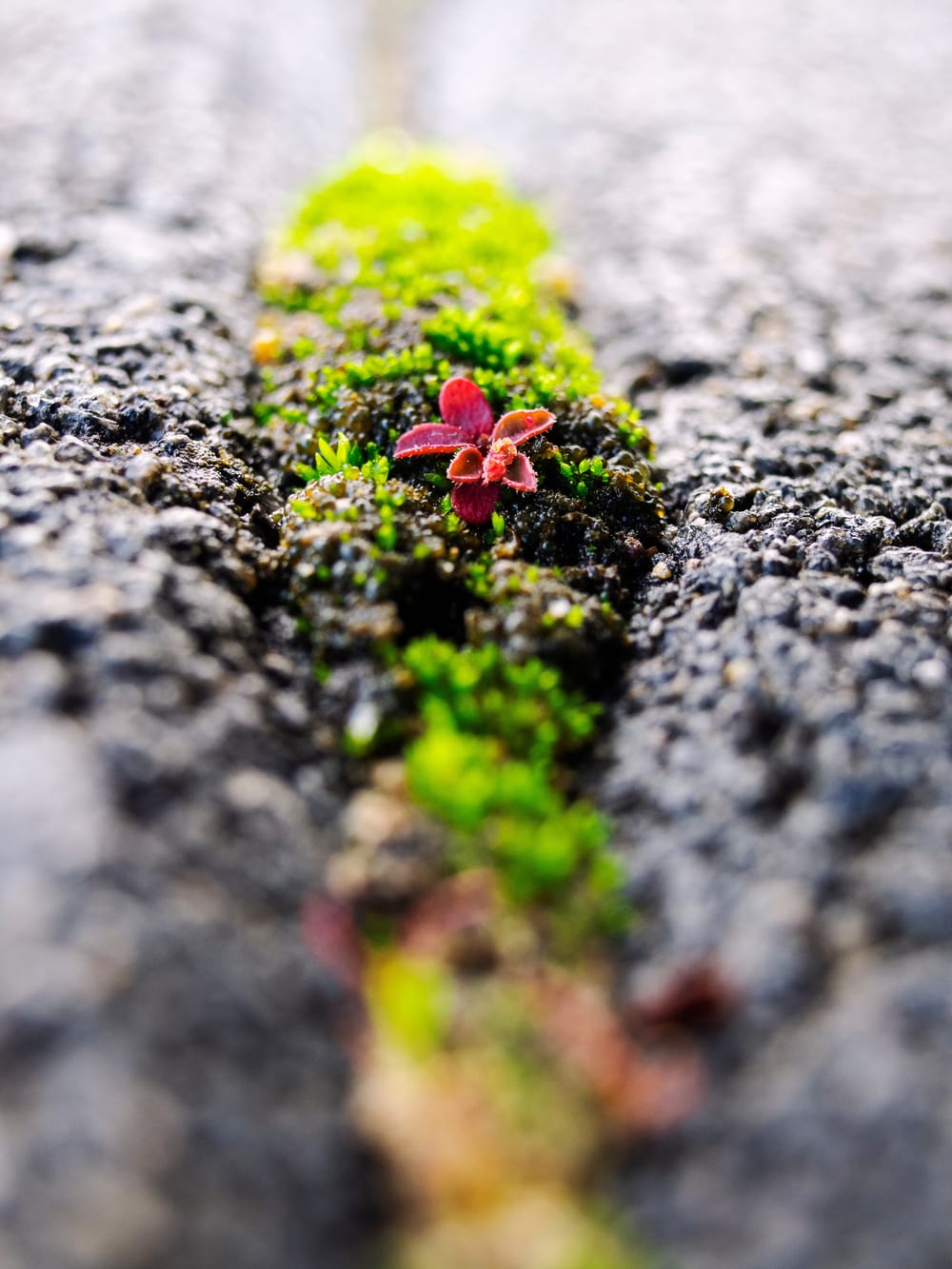 Moss Close Up Macro Crack post image