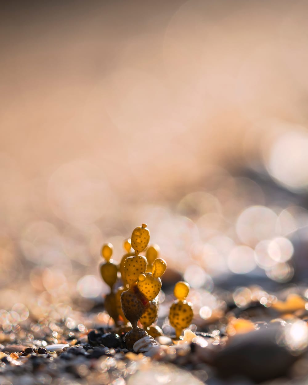 Neptunes Necklace Seaweed Family post image