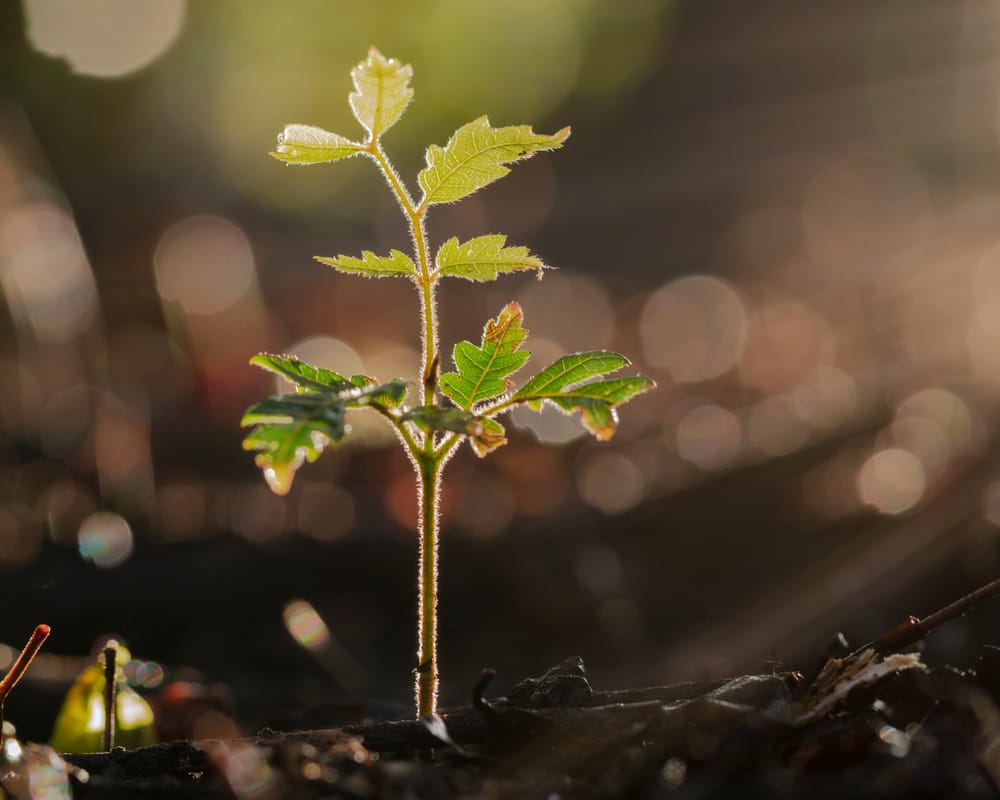 Oak Tree Sapling Landscape post image
