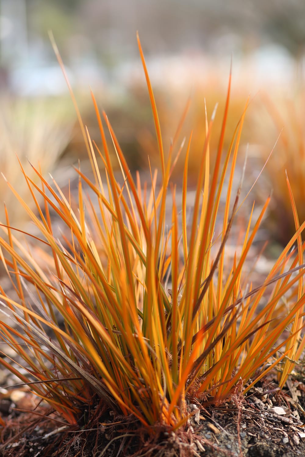 Ornamental Grass post image