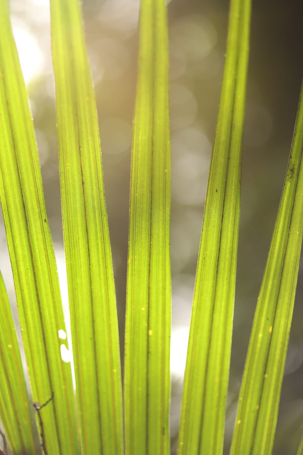 Palm Leaf post image