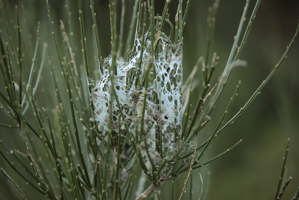 Plant in the Web post image
