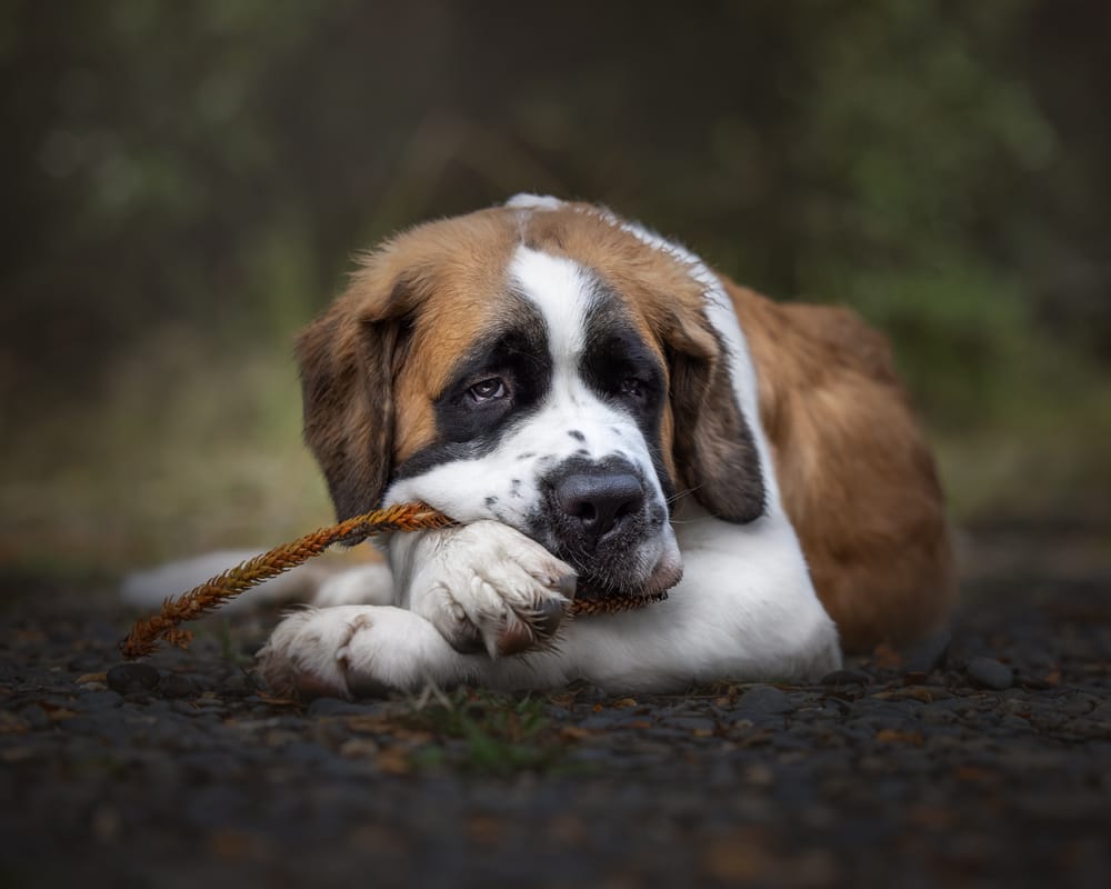 Saint Bernard Dog post image