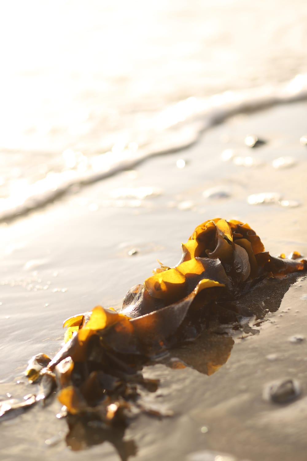 Seaweed Texture post image
