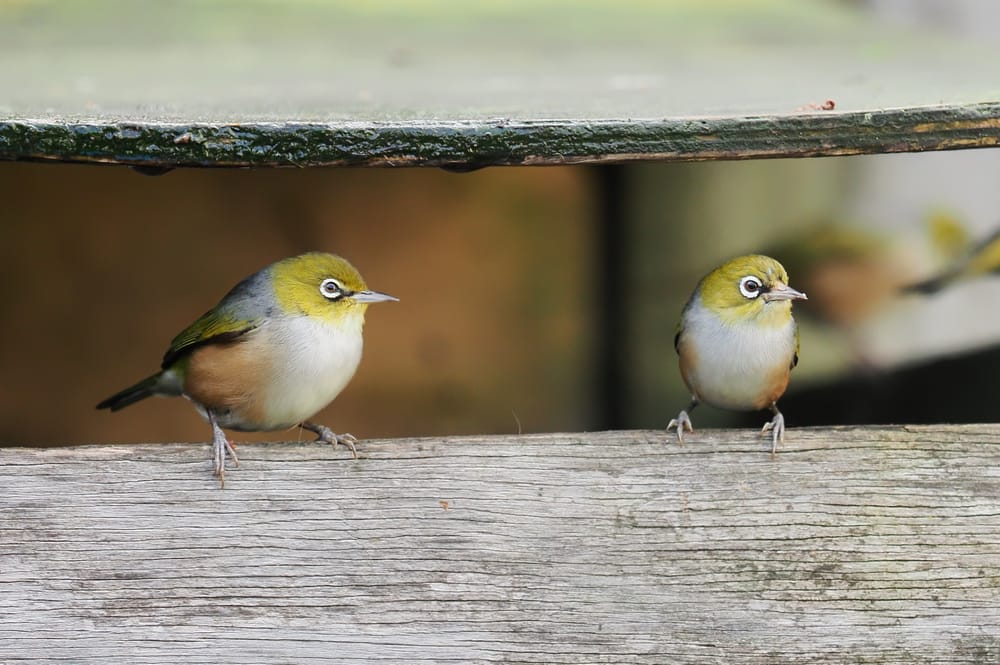 Silvereye Wax-eye Tauhou Pair post image