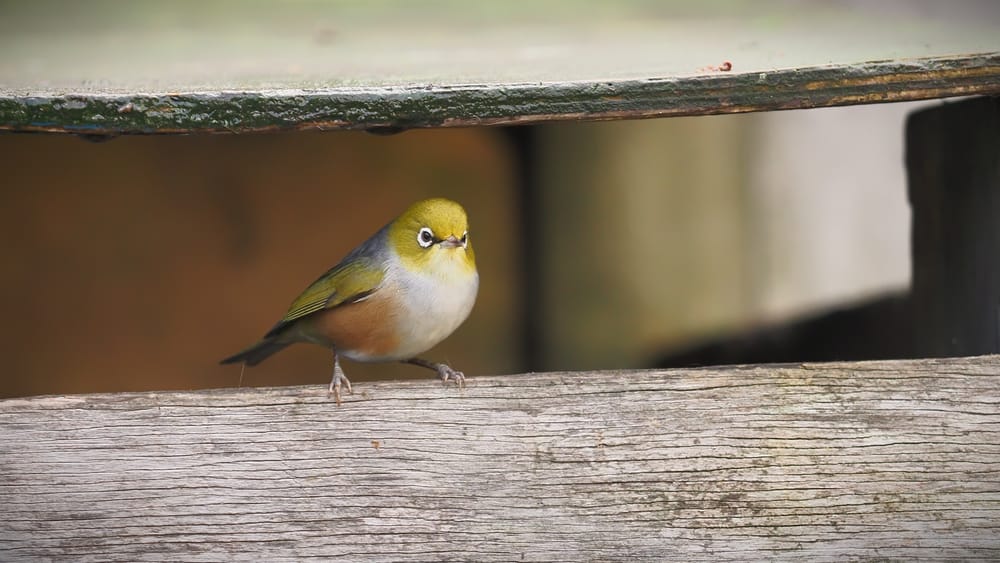 Silvereye Wax-eye Tauhou post image
