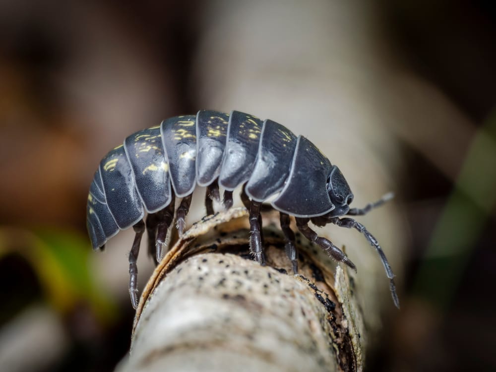 Slater Woodlice Isopoda Papapa post image