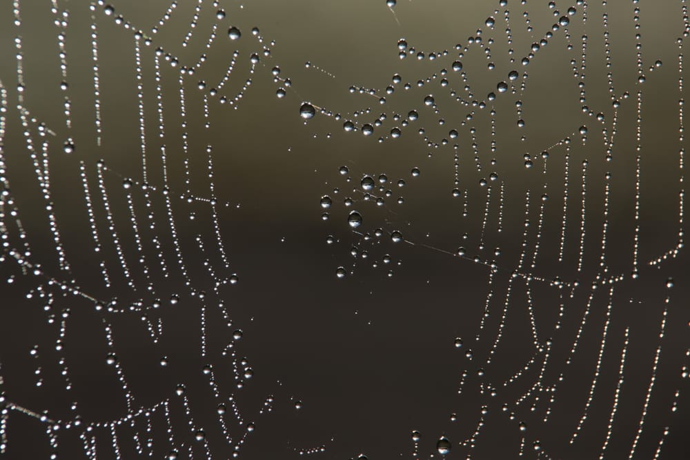 Spider Web post image