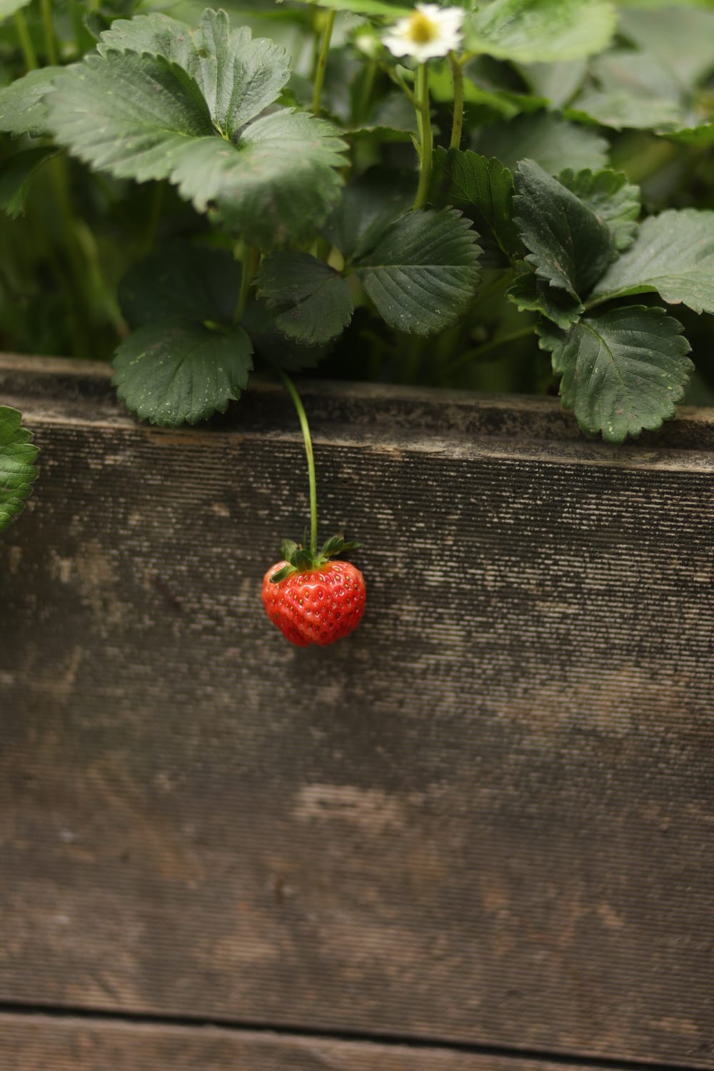 Strawberry Bloom post image