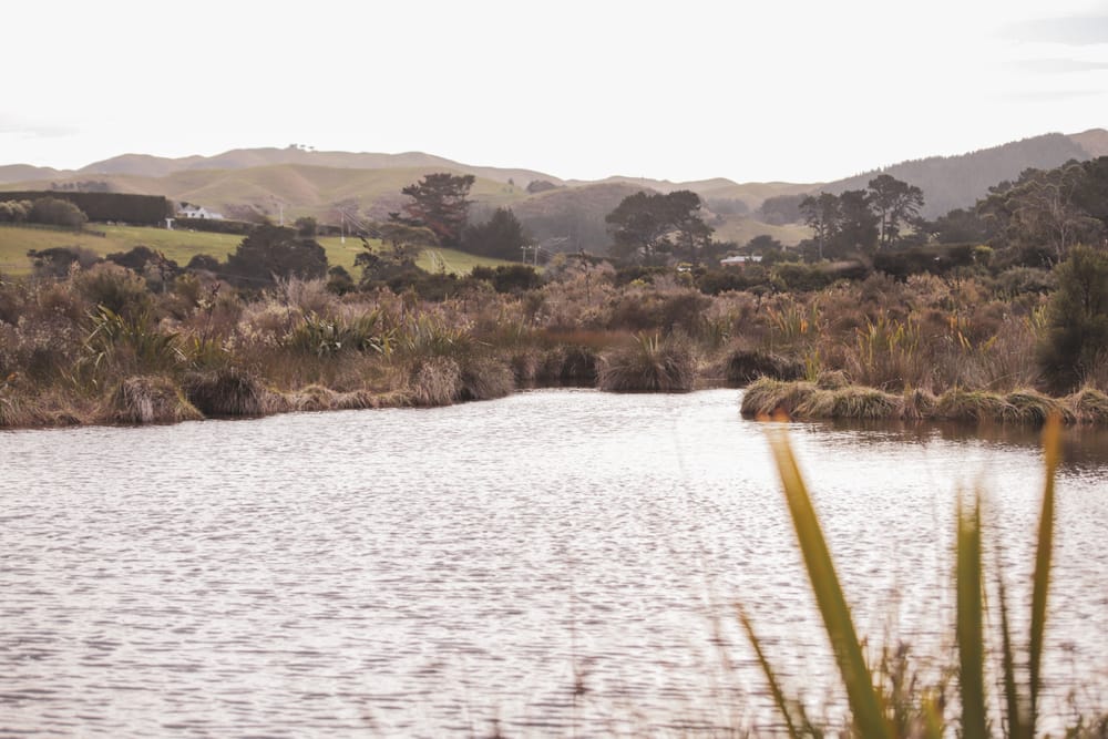 Stream Through Marsh post image