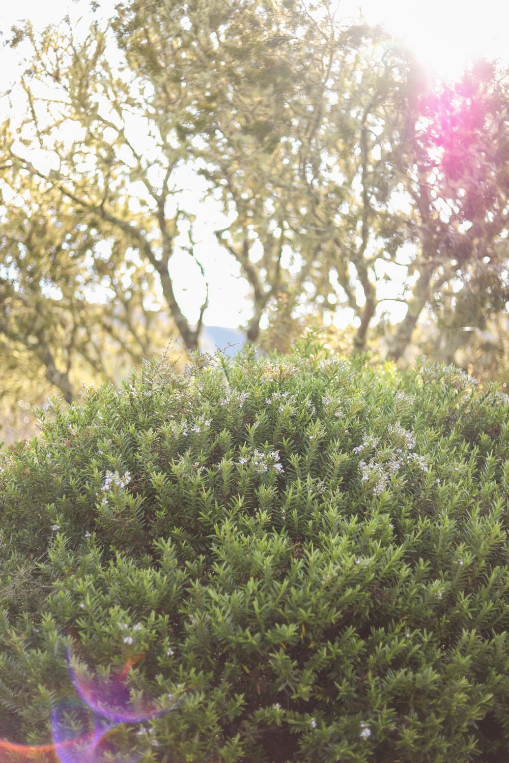 Sunflare & Flowering Bush post image