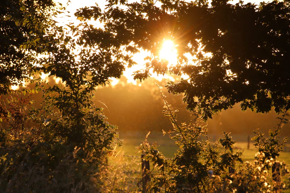 Sunlight Through Foliage post image