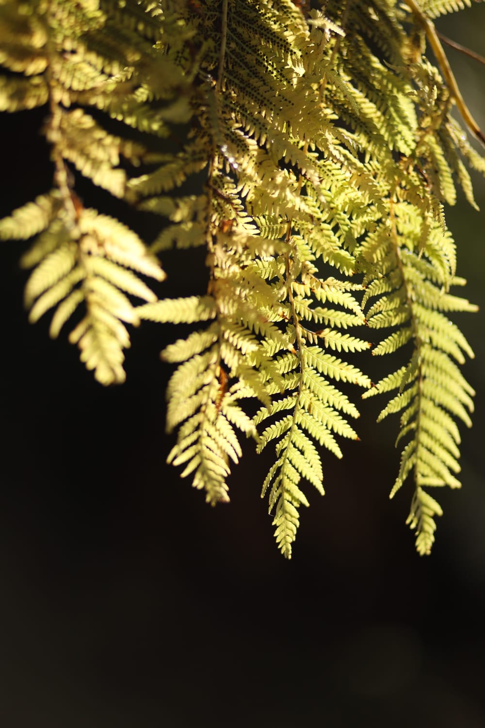 Sunlit Fern & Shadow Contrast post image