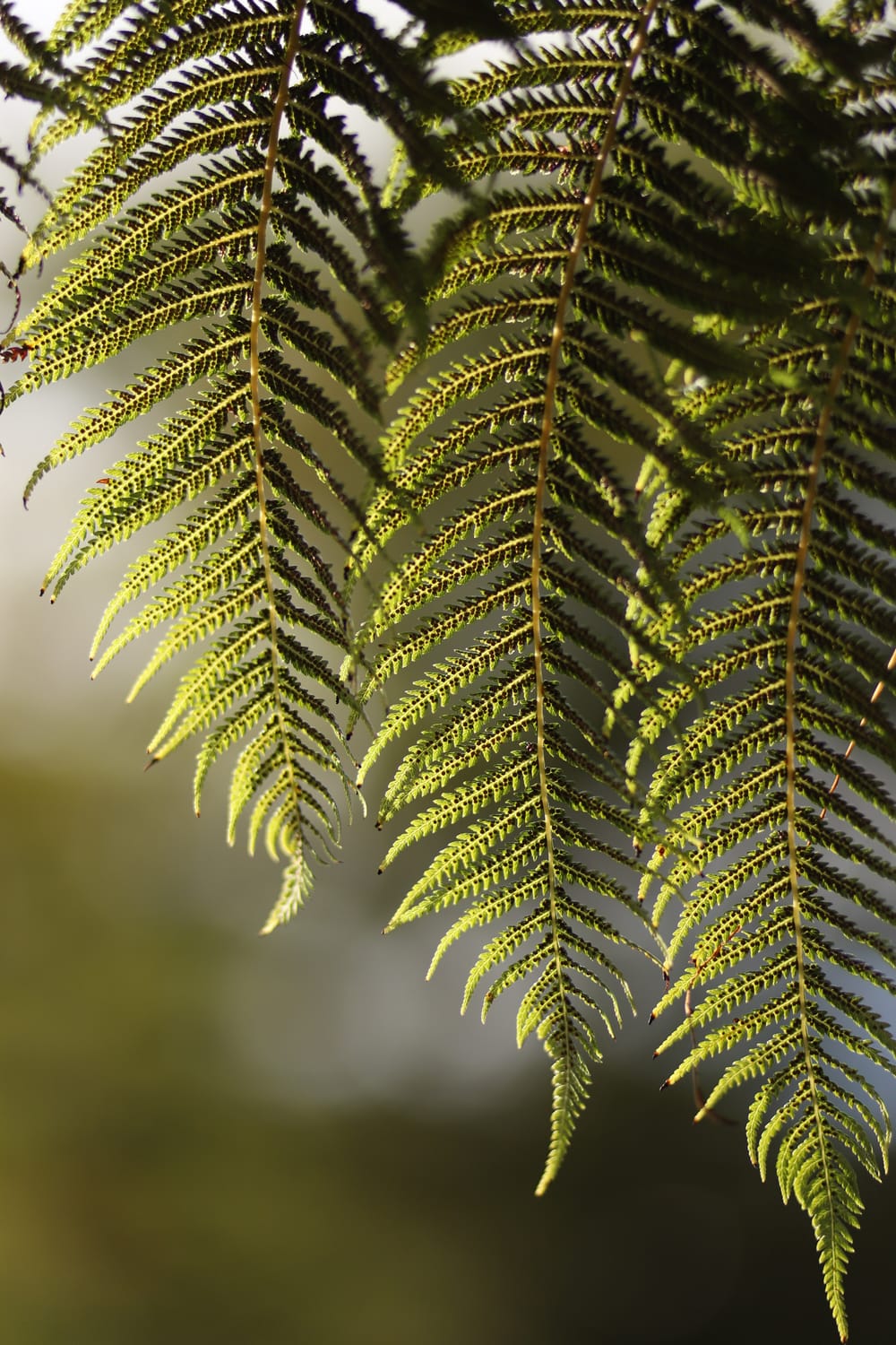 Sunlit Fern post image