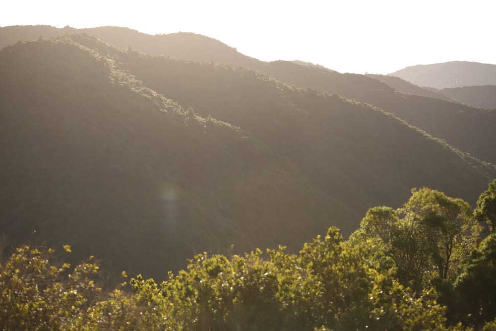 Sunlit forest hills post image