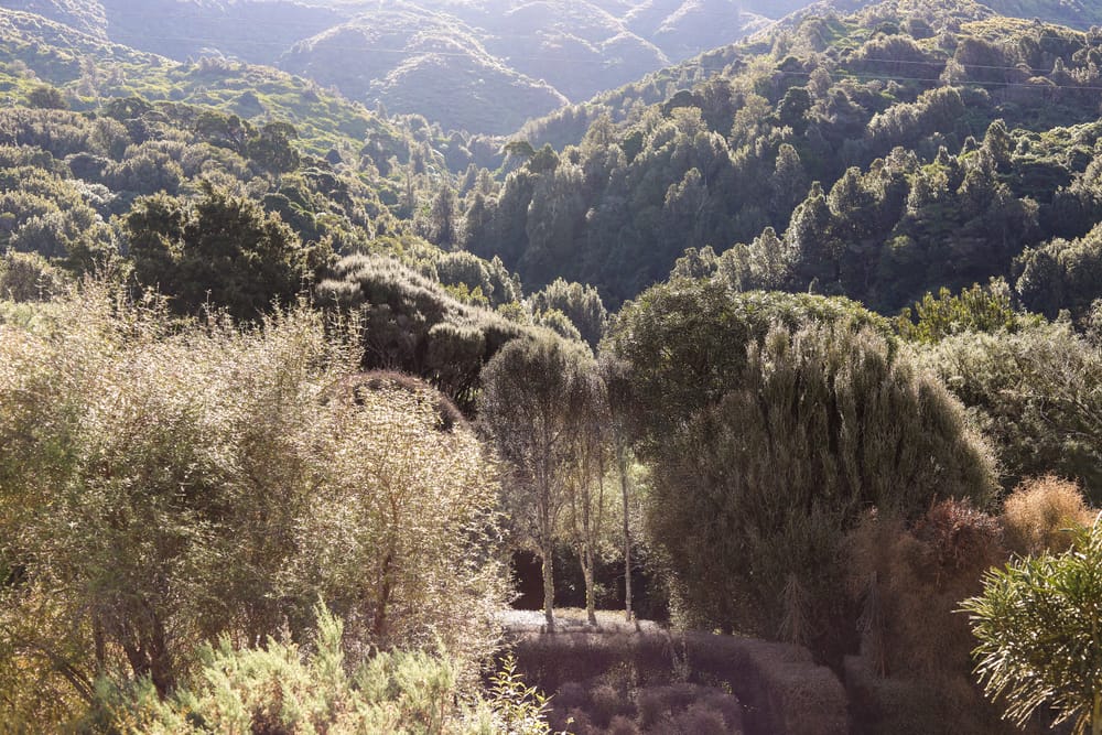 Sunlit forest post image