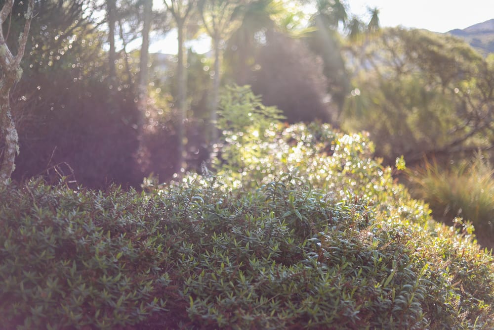 Sunlit Undergrowth post image